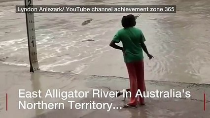 Así fue la sorprendente manera como una señora espantó a un cocodrilo