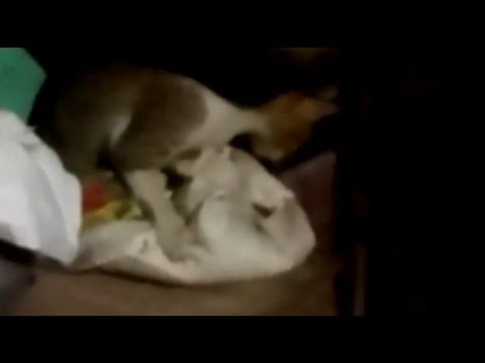 Amazing cat vs rat fight for food