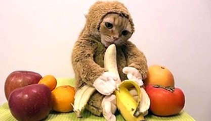 Ce chat déguisé en singe fait le buzz en mangeant une banane