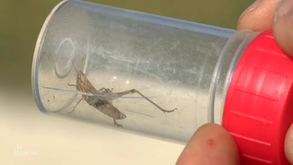 Insectes : Apparition de nouvelles espèces (Vendée)