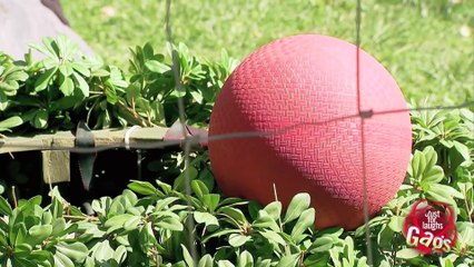 Gorilla Plays Ball With a Little Kid