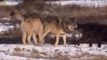 National geographic - Black Wolf's Secret Life - BBC wildlife animal documentary 2016