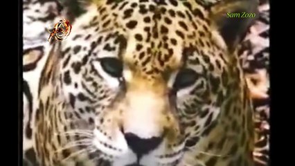 Tải video: Leopard vs crocodile. Jaguar attack anaconda. Lion vs python snake Wild Animal attacks Animal fight