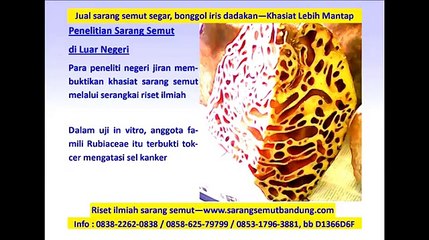 Riset Ilmiah Sarang Semut