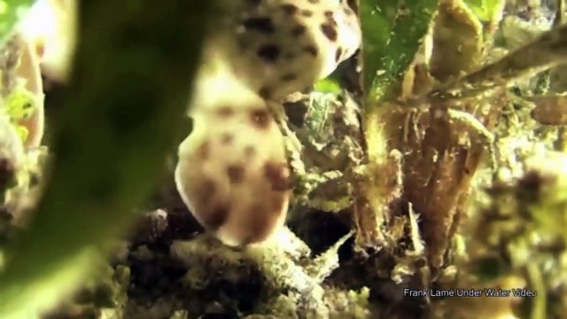 5 Rare & Most Bizarre Sharks Species Caught On Tape