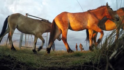 Putin, nesli tükenen atları elleriyle besledi