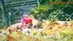 Most Shocking Animal Attacks on Human-People Real Video on Camera llLion, Tiger Attack