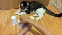 "Dono" baralha todos os copos mas o gato descobre sempre onde está a bola