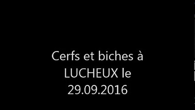 Cerfs et biches à LUCHEUX Le 29 Septembre 2016