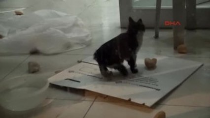 Eskişehir - Bank Asya'da Kedi Yakalama Operasyonu