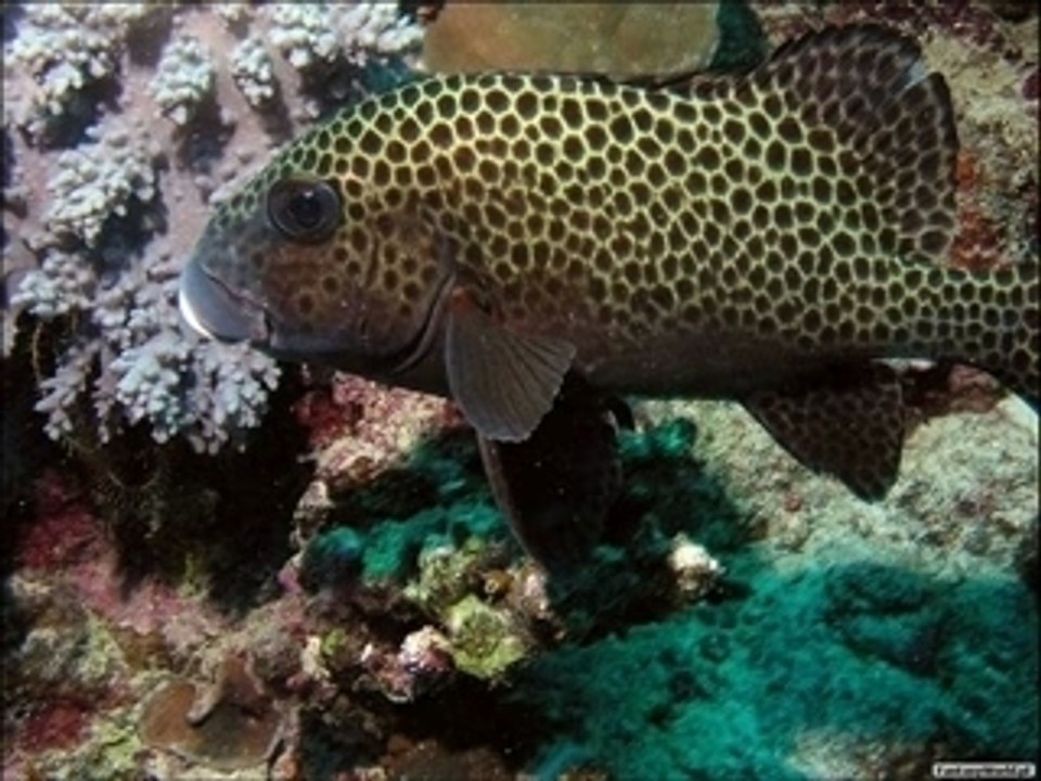 Fish