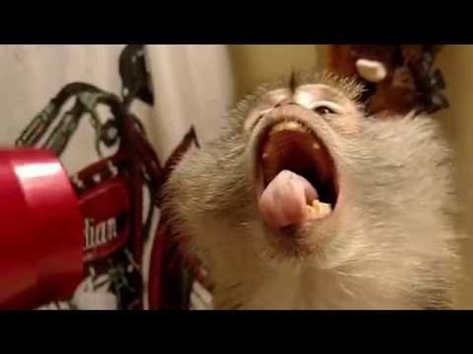 Monkey Enjoys Having Her Hair Dried