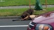 Seattle police kill dog after it attacks woman walking her dog