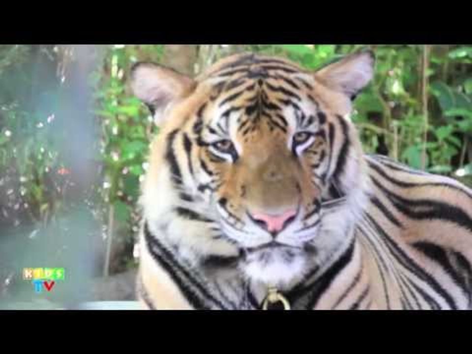 Animal World - Tiger