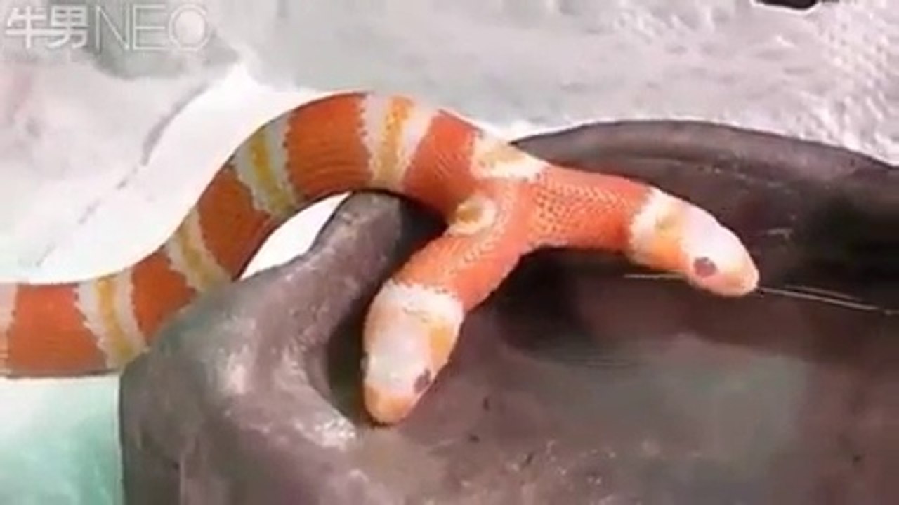 Amazing Snake, Two Moth