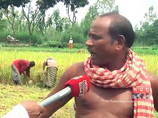 চলতি মৌসুমে রংপুর অঞ্চলে আমনের বাম্পার ফলন