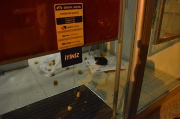Bank Asya'da Kedi Yakalama Operasyonu