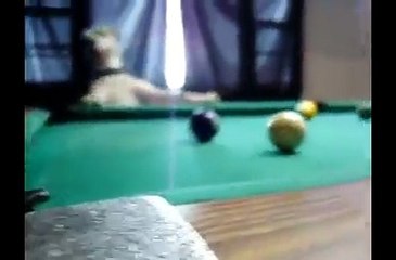 Bilardo Ustası Yetenekli Köpek