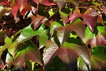 밤 전 - 서초오피방 - bamwar10.net