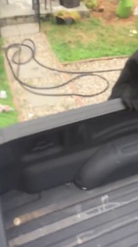 Ce petit ours brun surpris la tête dans les poubelle veut jouer