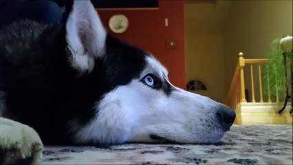 Ce husky semble passionné par ce film sur les Huskys