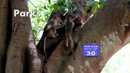 Park and Activities to Keep you Engaged in Bangalore