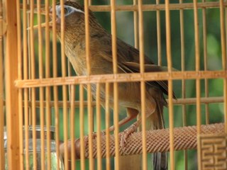 Chim họa mi móng mèo hót đấu hay