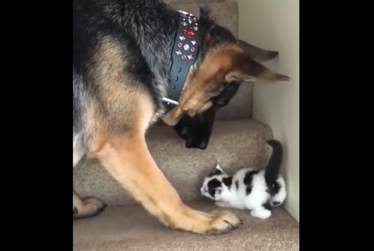 Un chien aide un chaton à monter les escaliers