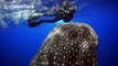 Stunning aerial footage of whale sharks and manta rays