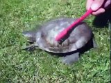 Fırçadan Gıdıklanan Kaplumbağa