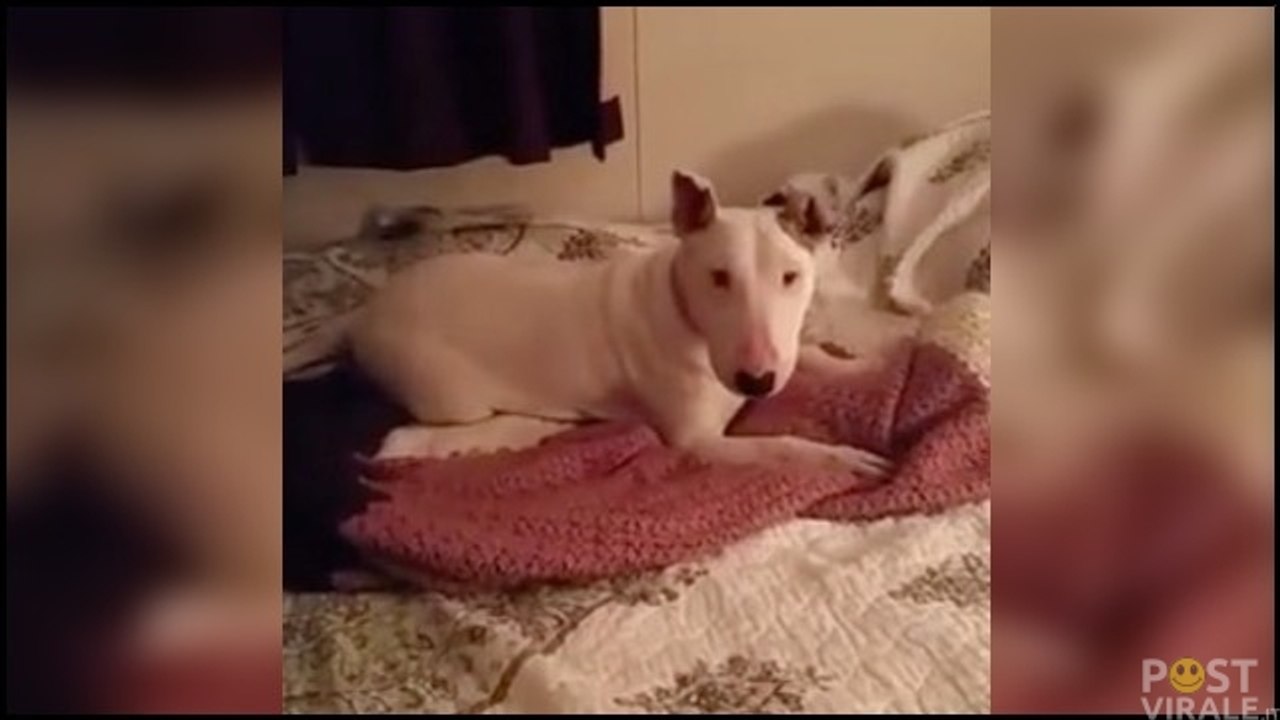 Dopo 7 anni di abusi viene messo sul letto per la prima volta. La sua reazione è ADORABILE