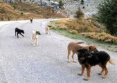 Antalya Dağ Başına Terk Edilen Onlarca Köpek Yaşam Mücadelesi Veriyor