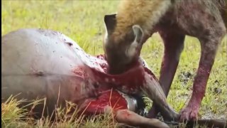 Most Wild Animal Attacks Full Video