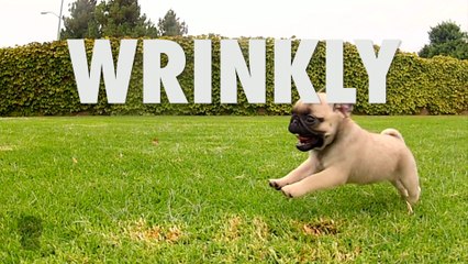 Subscribe to Pug Collective (ALL PUGS. ALL THE TIME.)