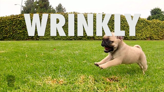 Subscribe to Pug Collective (ALL PUGS. ALL THE TIME.)