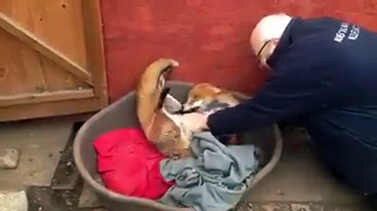 GOOSEBUMPS! Rescued Fox Does THIS To The Man Who Saved Her Life