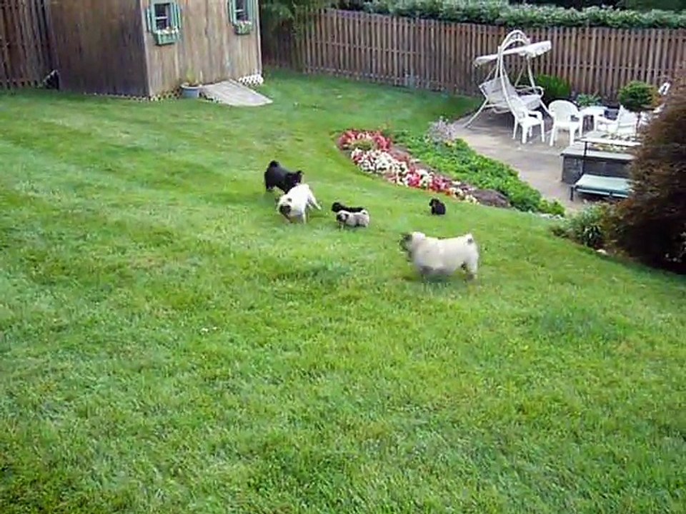 Three pugs and three pug puppies playing outside