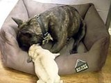 Tiny Pug Puppy Takes On French Bulldog, Funny!