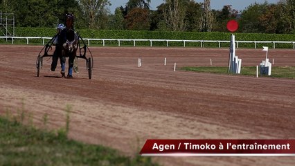 Agen : le trotteur Timoko se prépare avant le Grand Prix du Sud Ouest