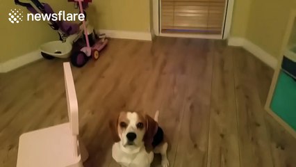 Dog tries to play dead but chair keeps getting in the way