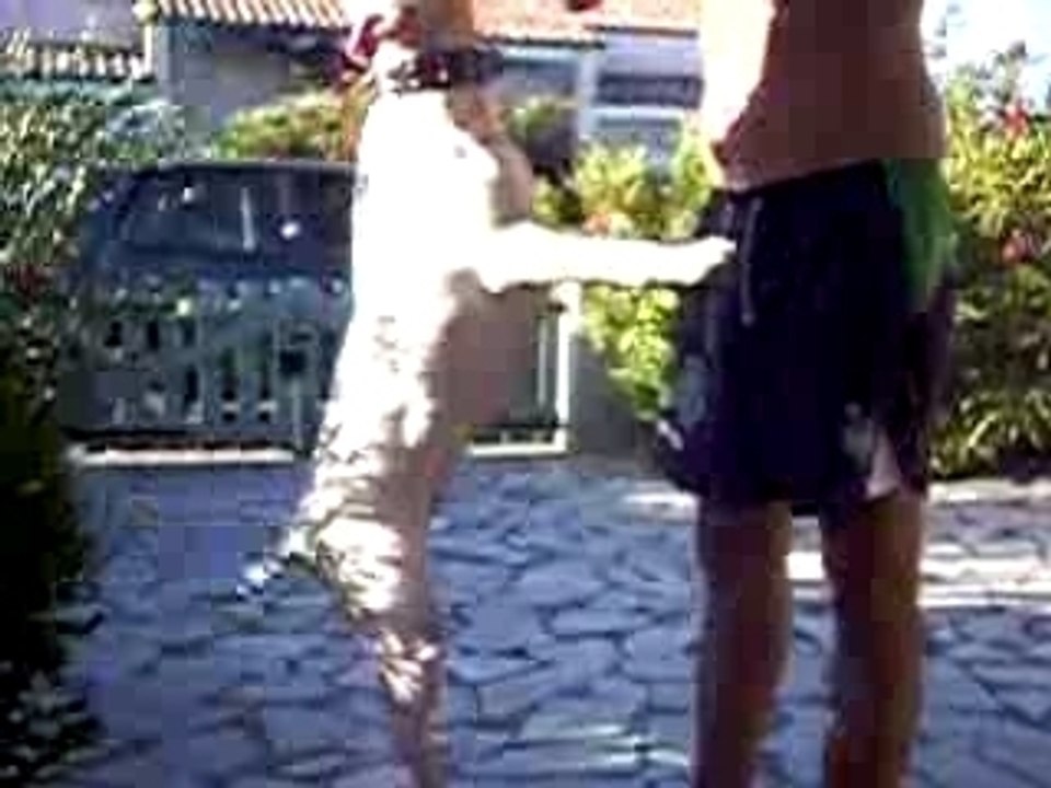 laena bullterrier