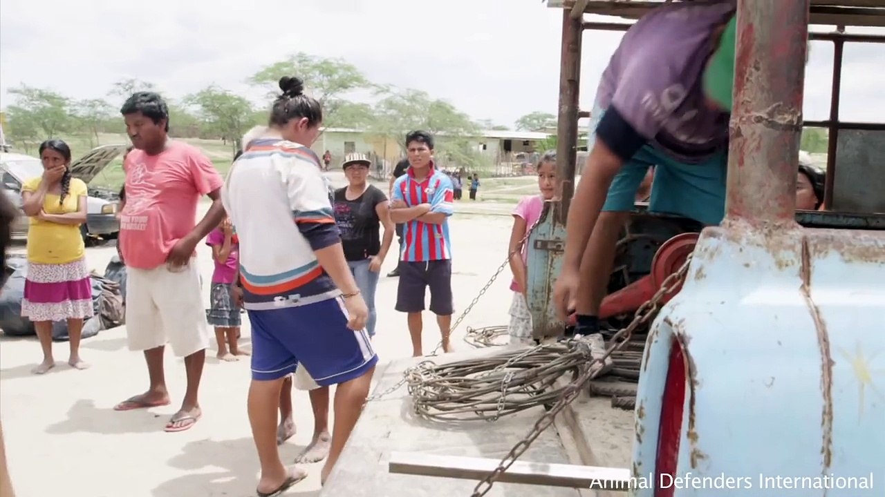 Enchaîné dans un cirque durant 20 ans, un puma fait ses premiers pas dans la forêt