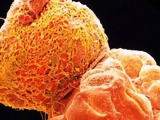 Все этапы беременности