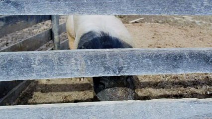 Roaming Pigs Destroying California Lawns