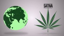 Quelle est la différence entre Cannabis Indica et Cannabis Sativa ?