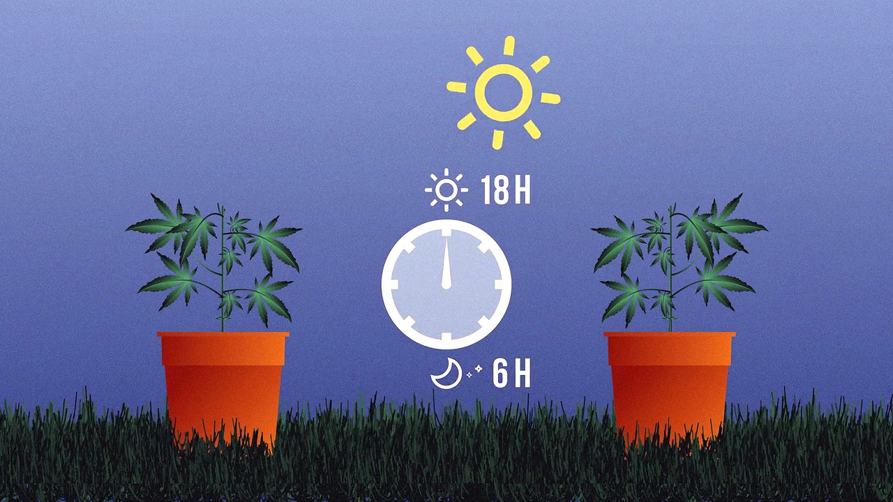 Comment savoir si ma plante de cannabis est mâle ou femelle ?