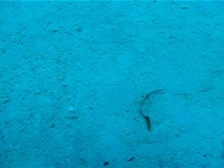 Sole sur le sableeeee, les  yeux dans l'eau...