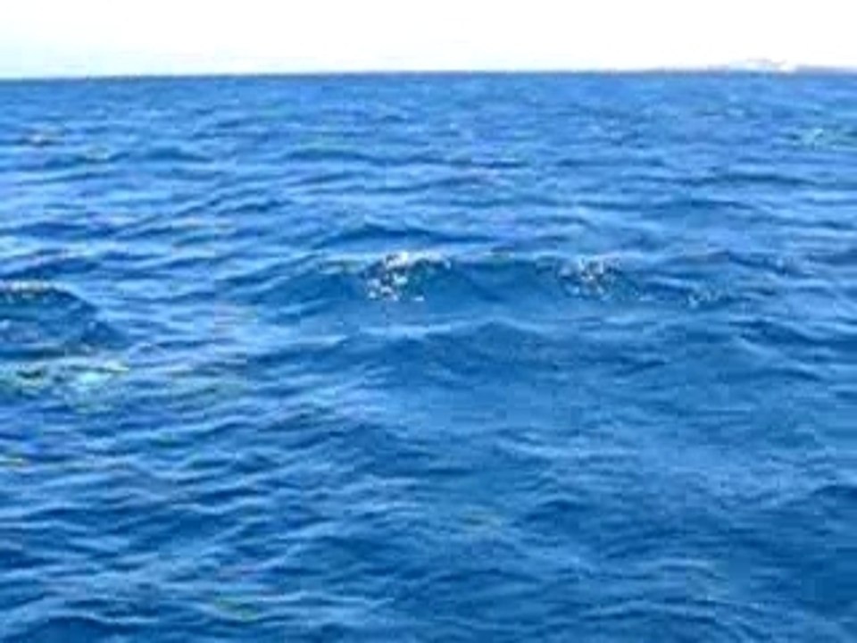Dauphins
