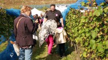 Fête de la vigne et des saveurs 2016