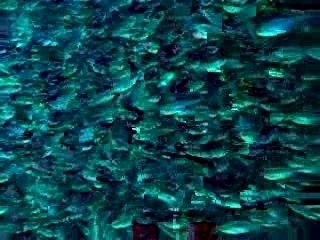 Glass-fishs (=poissons-hachettes)